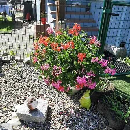 Appartement Les Chiwawas D'alsace